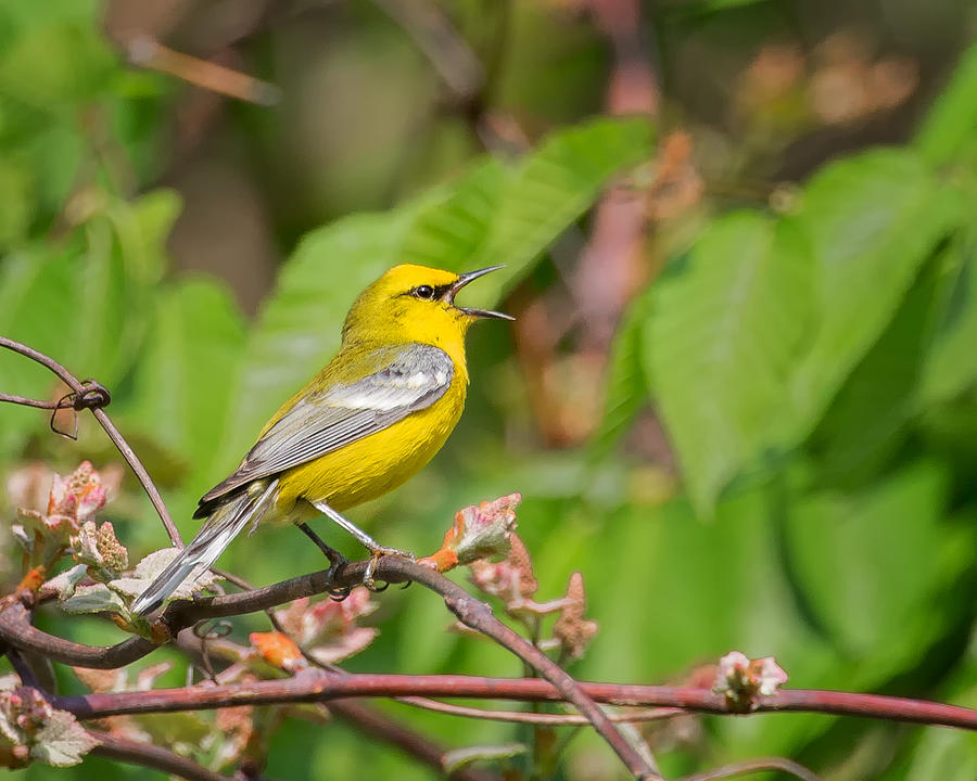 Warbler Photograph - Singing Blue WInged Warbler by Bill Wakeley