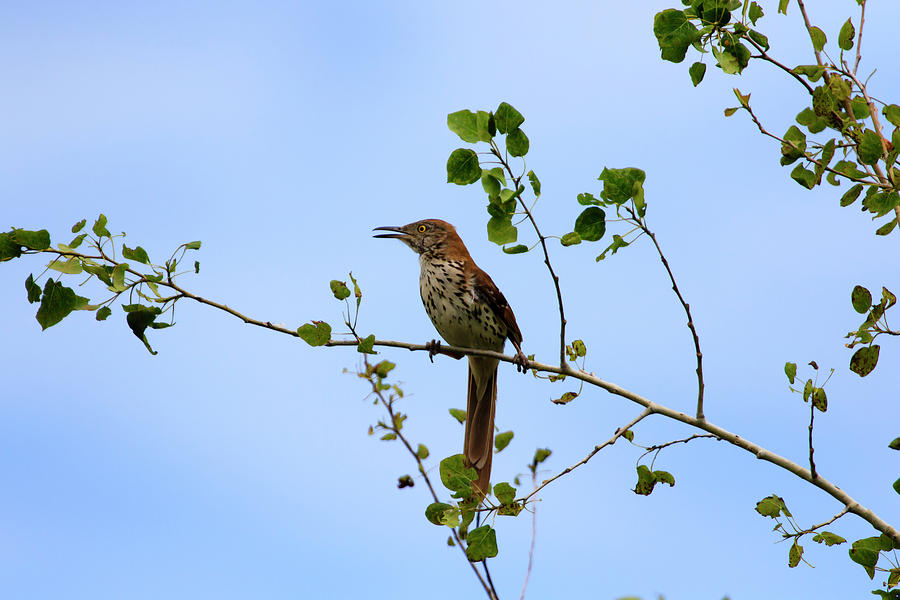 Singing Brown Thrasher Photograph by Gary Hall