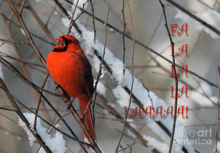 Christmas Photograph - Singing Cardinal Christmas Card by Lois Bryan