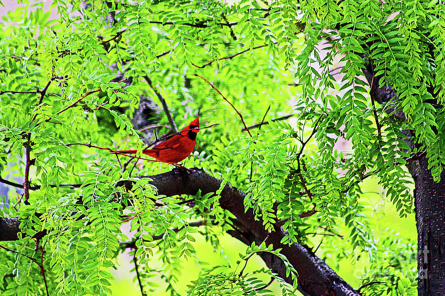 Singing Cardinal Photograph