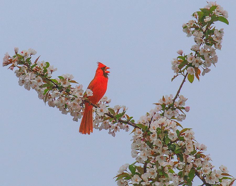 Singing Cardinal Photograph by Sean Mills