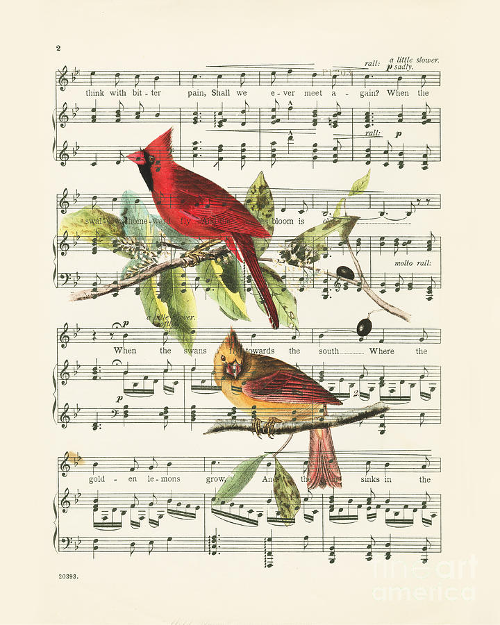 Music Drawing - Singing cardinals, vintage sheet music by Delphimages Photo Creations