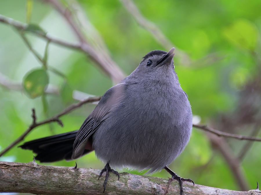 Singing Catbird Photograph By Jill Nightingale | Fine Art America