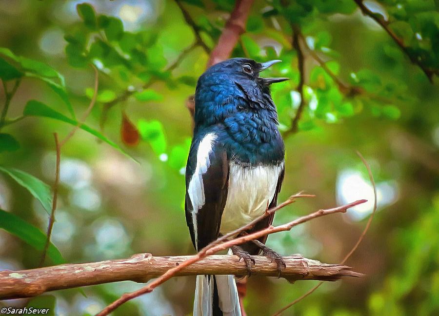 Singing Ceylonese Robin-Magpie Digital Art by Sarah Sever