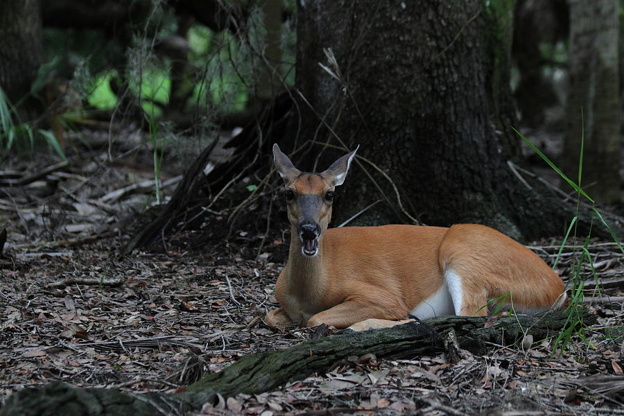 Singing Deer Photograph by JR Cox - Fine Art America