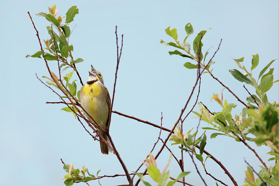Singing Dickcissel Photograph by Brook Burling
