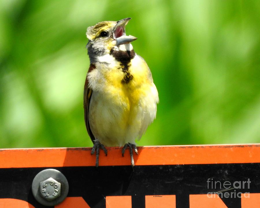 Singing Dickcissel Photograph by Kathy M Krause