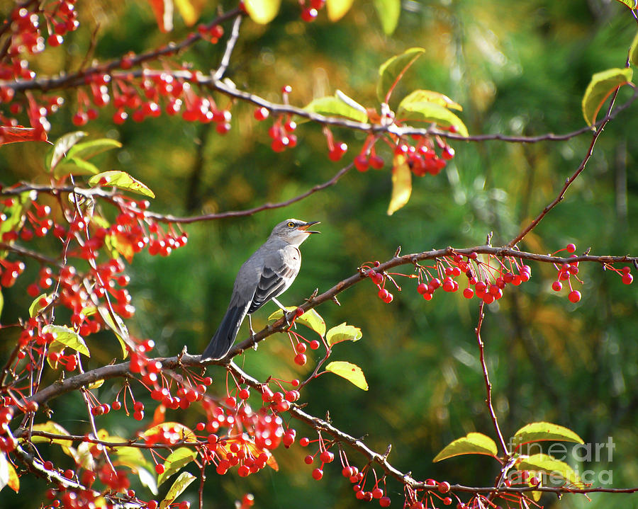 Singing For His Supper - Northern Mockingbird in the Berries Photograph by Kerri Farley