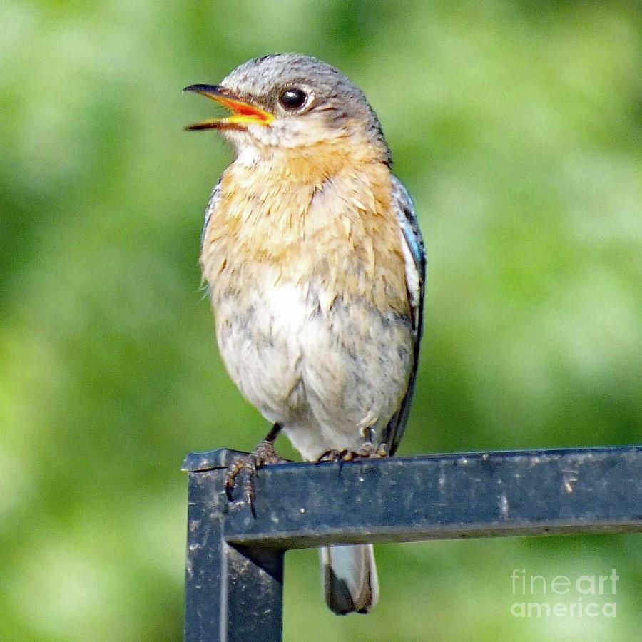 Eastern Bluebird Photograph - Singing For Joy - Eastern Bluebird by Cindy Treger Eastern Bluebird Photograph - Singing For Joy - Eastern Bluebird by Cindy Treger