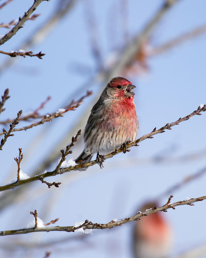 Singing House Finch Photograph