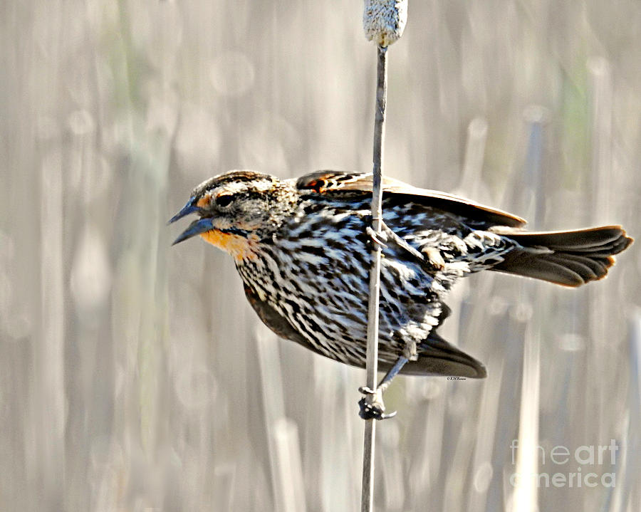 Bird Photograph - Singing In The Breeze by Kathy M Krause