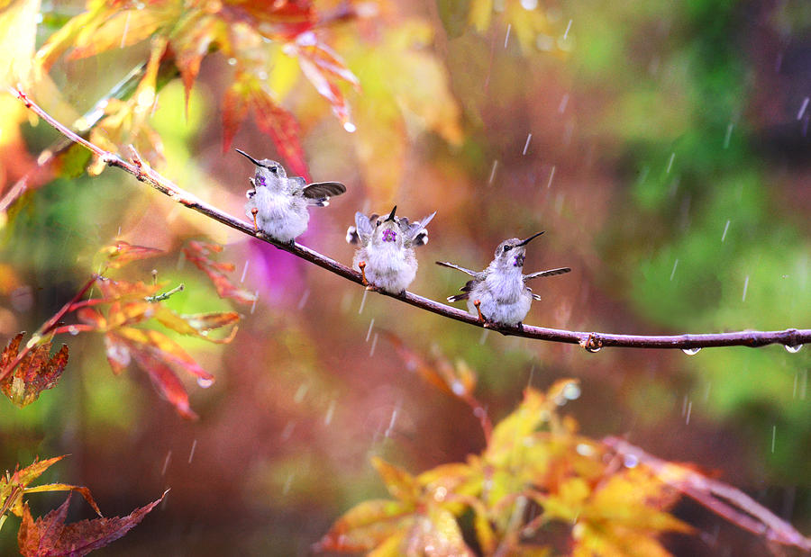 Singing in the Rain Photograph by Lynn Bauer
