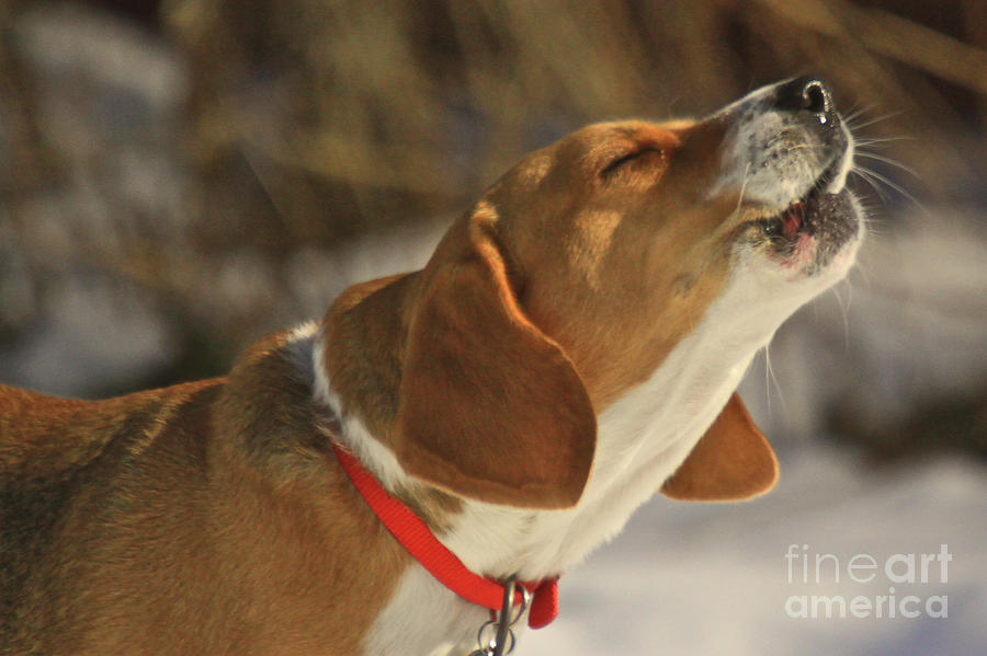 Dog Photograph - Singing In The Sun by Robert Pearson