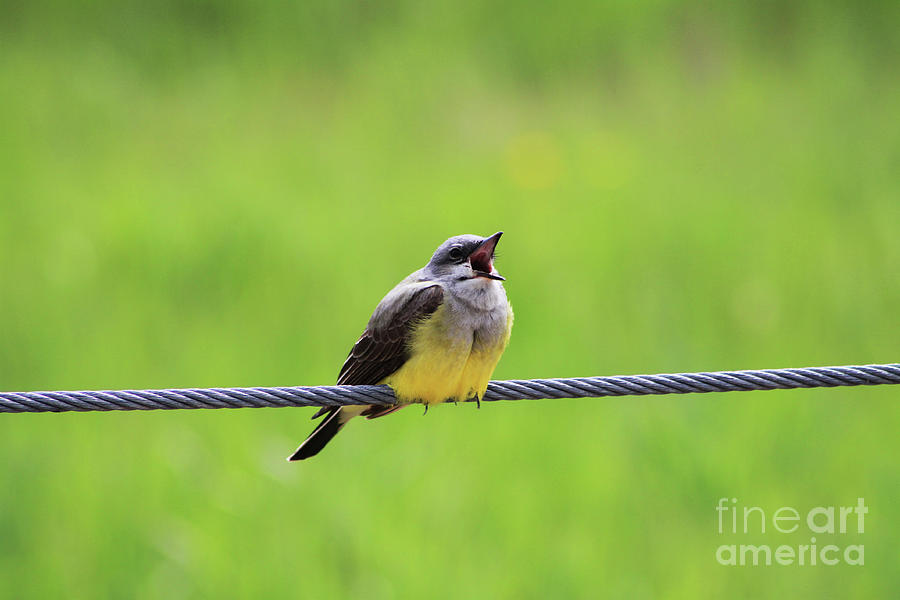 Singing Kingbird Photograph by Alyce Taylor