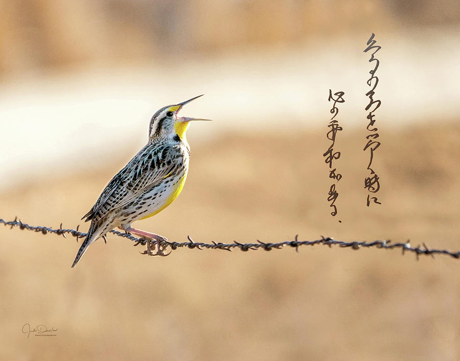 Singing Meadowlark Photograph by Judi Dressler