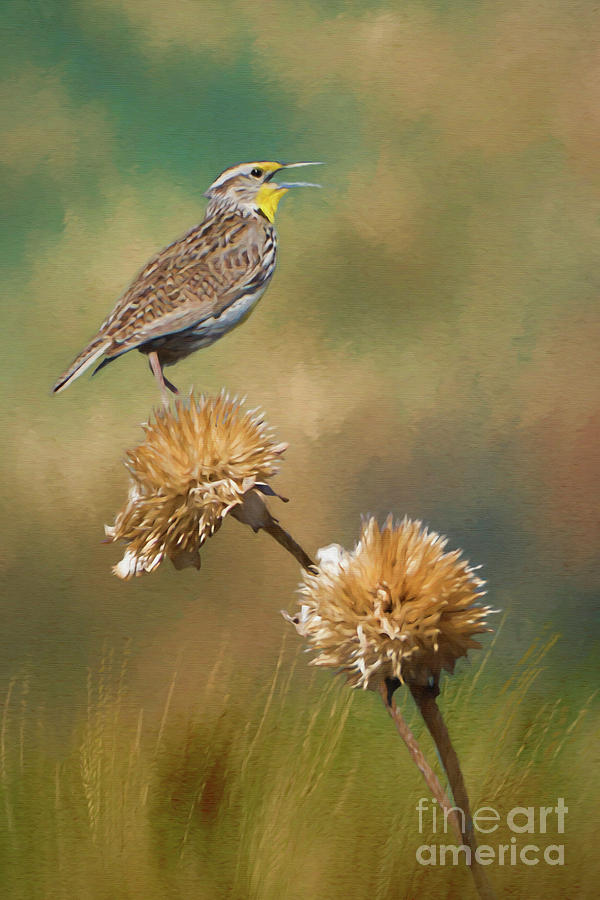 Singing Meadowlark Photograph by Priscilla Burgers