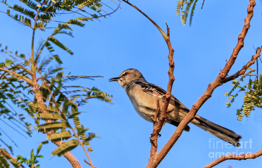 Singing Mockingbird Photograph by Robert Bales