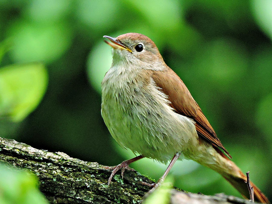 Singing Nightingale In May Photograph by Lachezar Benatov | Fine Art ...