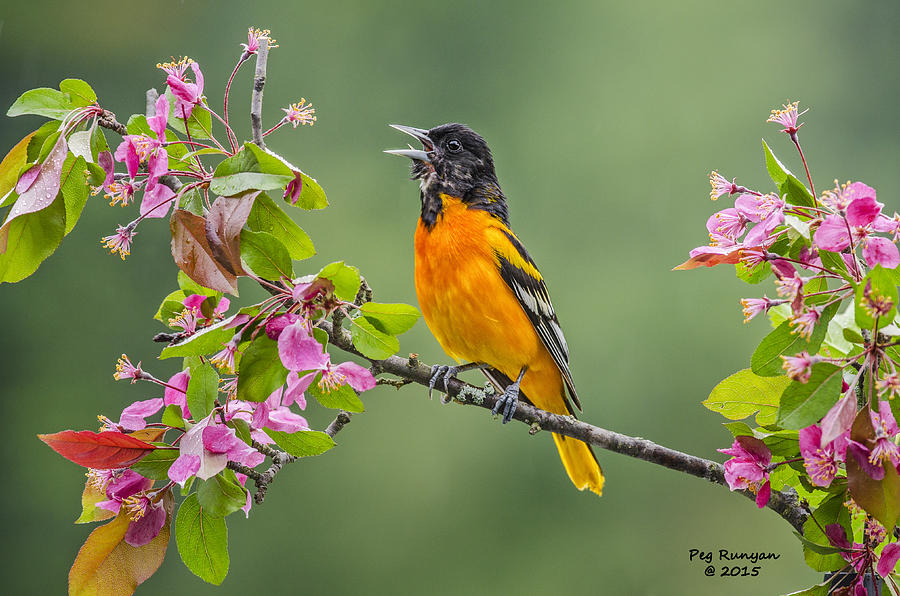 Singing Oriole Photograph by Peg Runyan