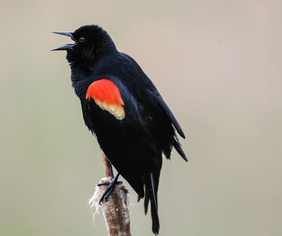 Singing Red Wing Black Bird Photograph by Sam Amato