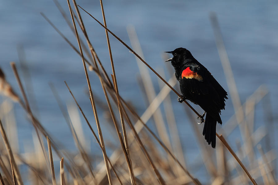 Singing Red-winged Blackbird Photograph by Joni Eskridge