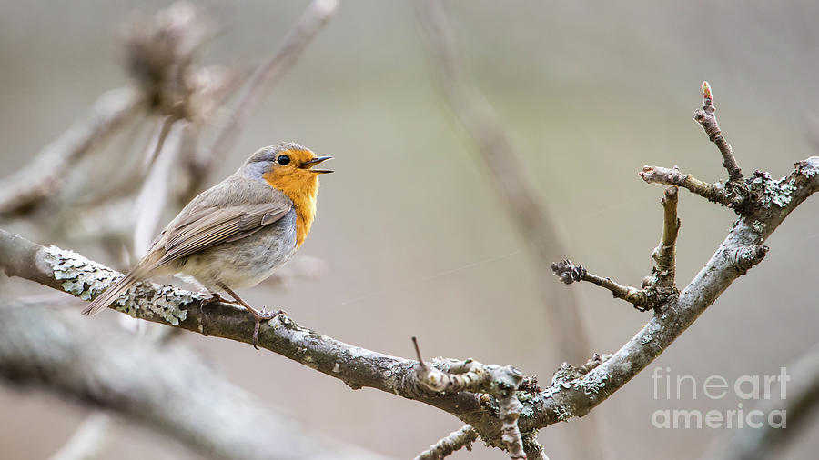 Singing Robin Photograph by Torbjorn Swenelius