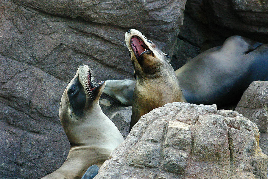 Singing Sea Lions Photograph by Anthony Jones