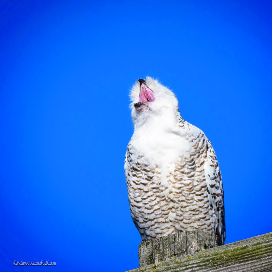 Singing Snowy Owl  Photograph by LeeAnn McLaneGoetz McLaneGoetzStudioLLCcom