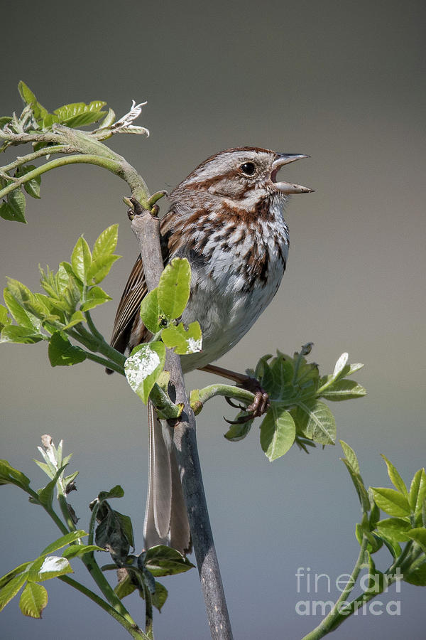 Singing Song Sparrow Photograph by Joann Long