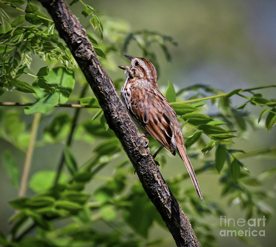 Singing Song Sparrow Photograph by Kerri Farley