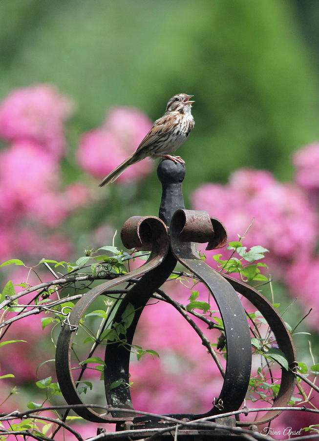 Singing Song Sparrow Photograph by Trina Ansel