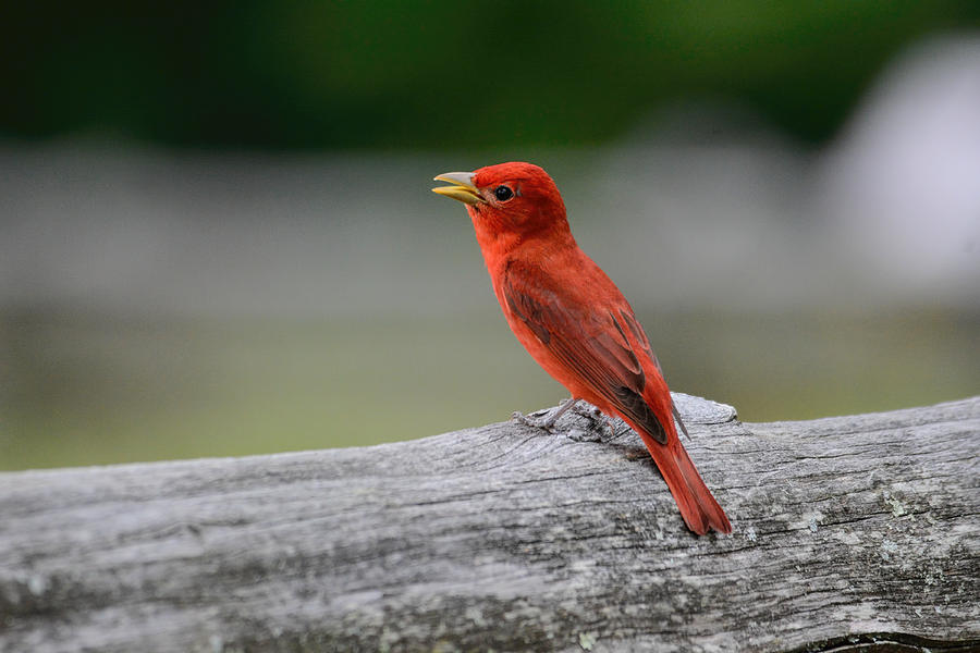 Singing Summer Tanager On A Fence Shiloh Tennessee 052120152581 Photograph