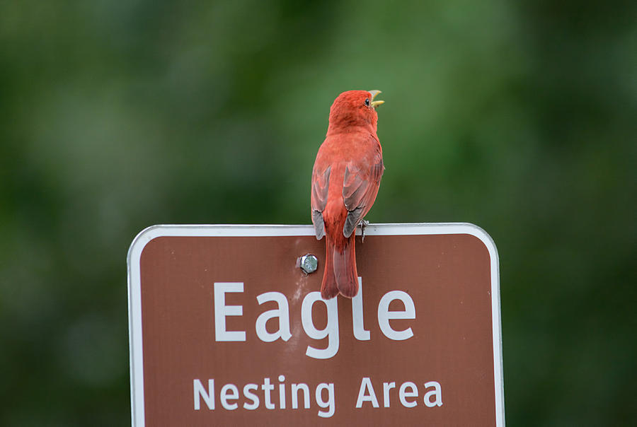 Singing Summer Tanager On Eagle Nesting Area Sign Shiloh Tennessee 052120152601 Photograph