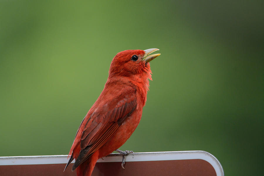 Singing Summer Tanager Shiloh Tennessee 052120152646 Photograph