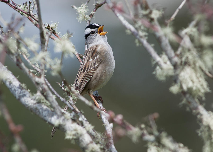 Singing White-crowned Sparrow Photograph by Robert Potts