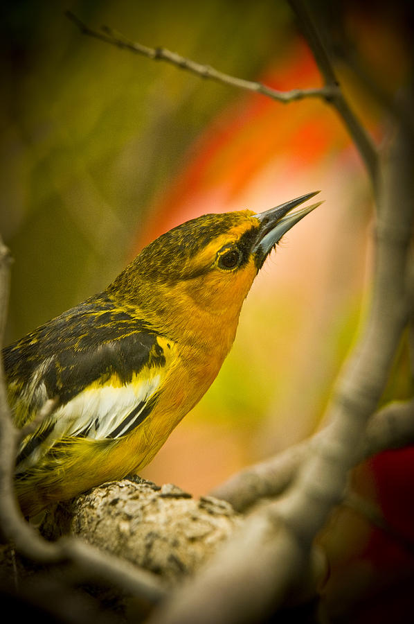 Bird Photograph - Singing Yellow Finch on a Branch by John Tarr Photography  Visual Adventurer