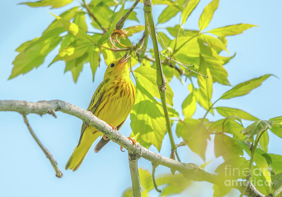 Singing Yellow Warbler Photograph by Cheryl Baxter