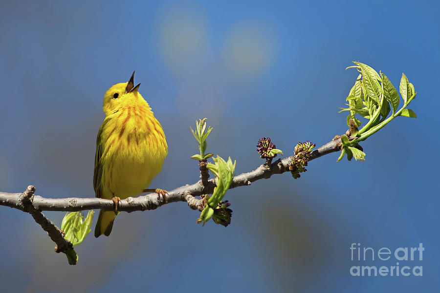 Singing Yellow Warbler Photograph