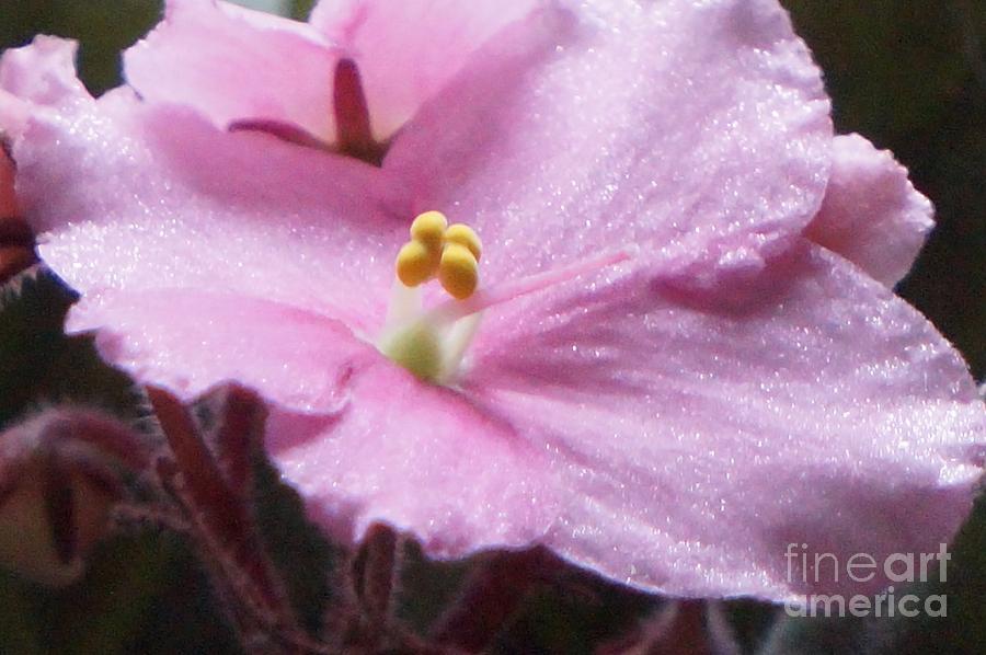 Single African Violet Photograph by Maxine Billings