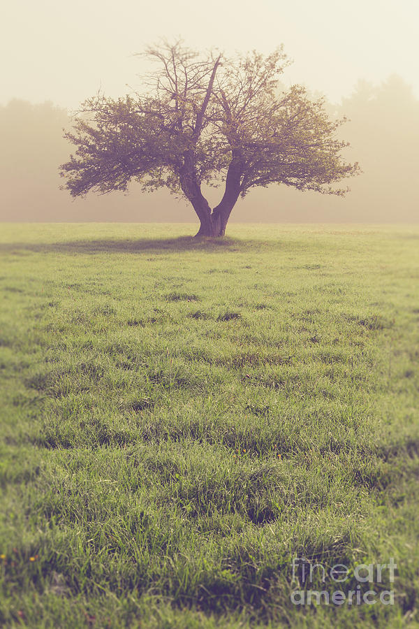 Single Apple Tree in the Fog Photograph by Edward Fielding