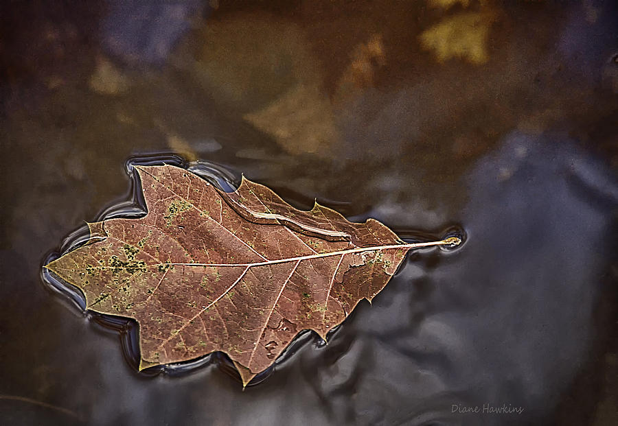 Single Autumn Leaf Photograph