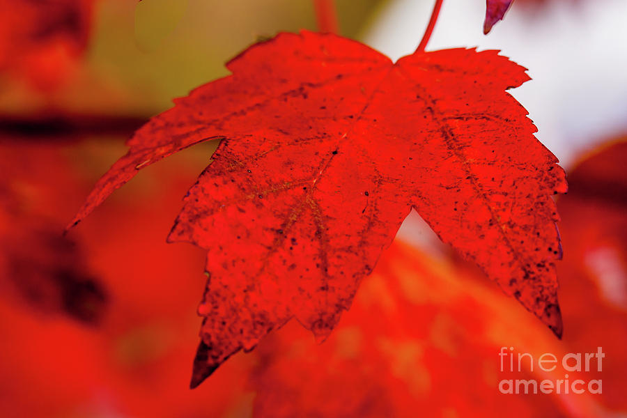 Single Autumn Leaf Photograph by George Lehmann