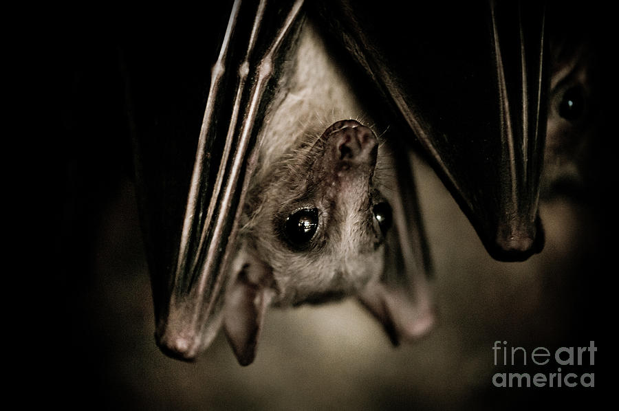Single bat hanging portrait Photograph by Arletta Cwalina Fine Art
