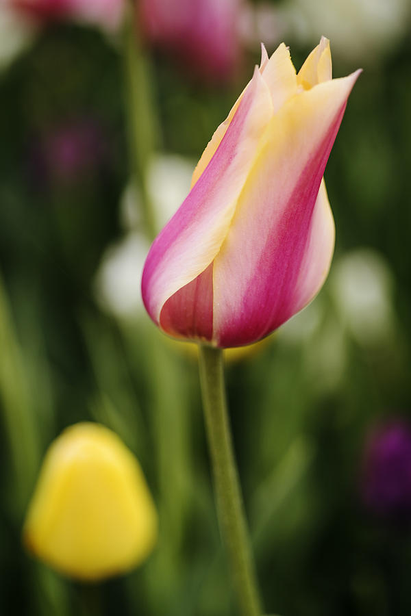 Single beautiful tulip with natural bokeh Photograph by Vishwanath Bhat