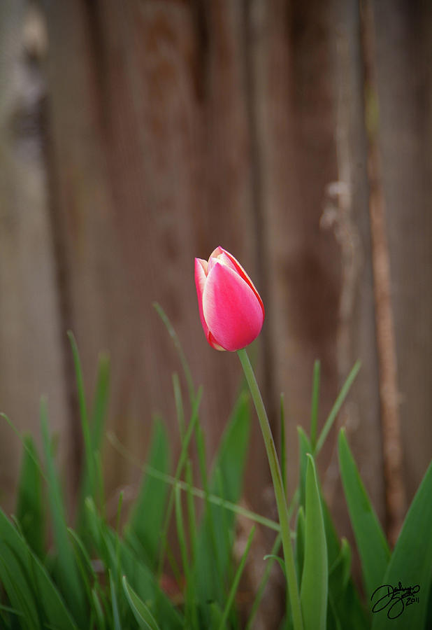 Tulip Photograph - Single Beauty by Darlene Smithers