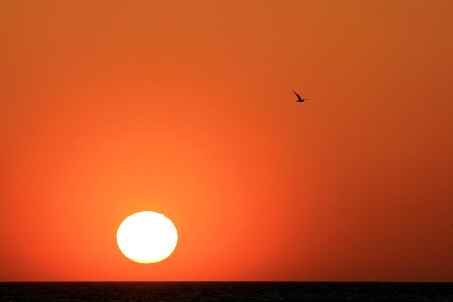 Single Bird at Sunset Photograph by Robert Wilder Jr