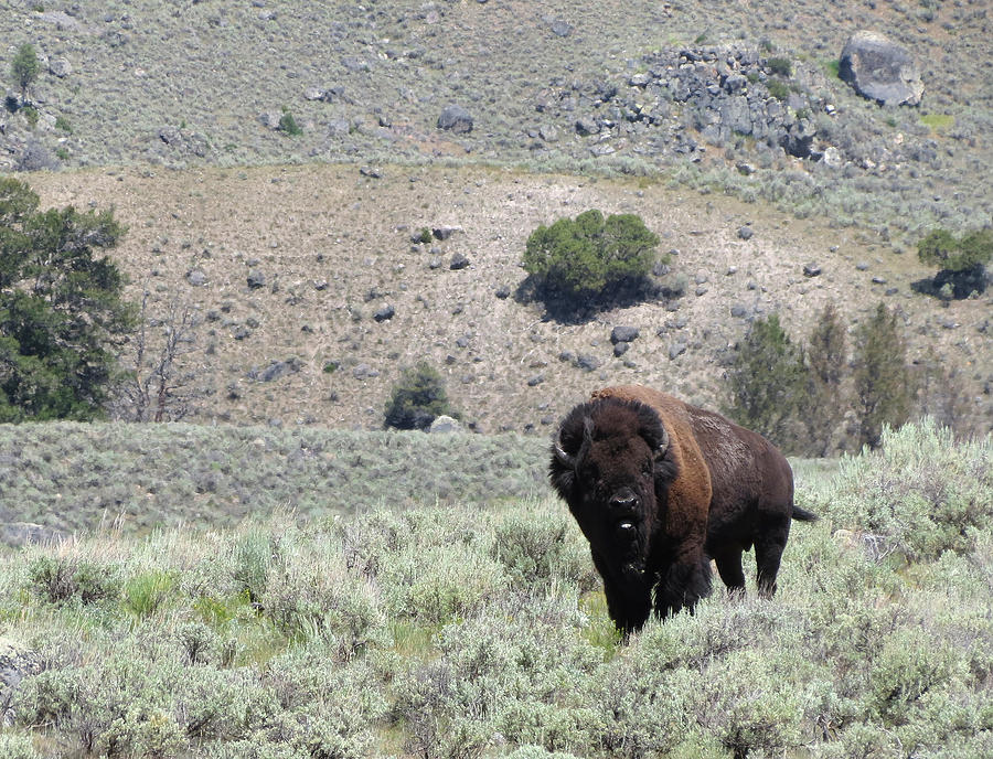 Single Bison Photograph by Laurel Powell