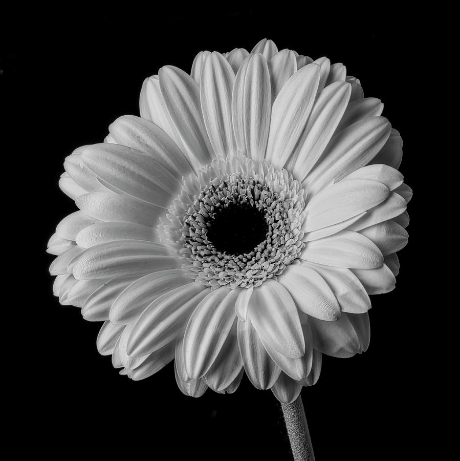 Single Black And White Daisy Photograph by Garry Gay