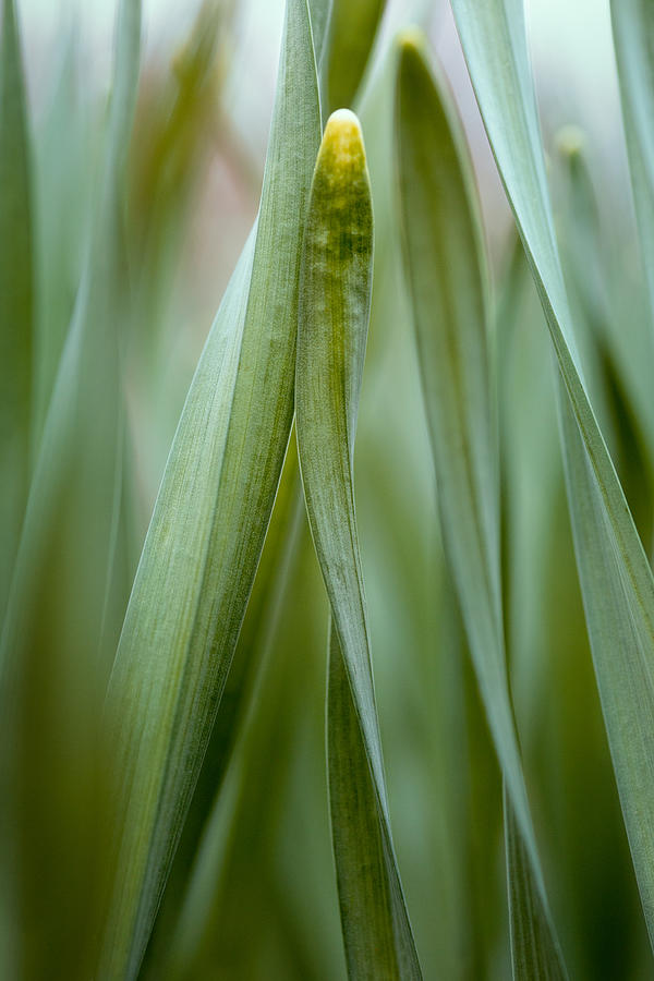Single Blade of Onion Grass Leaning - Color Version Photograph by Stephen Russell Shilling