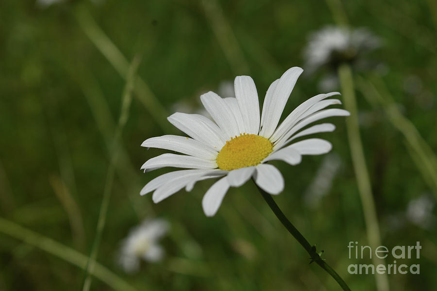 Single Blooming Lawn Daisy in Full Bloom During the Summer Photograph by DejaVu Designs